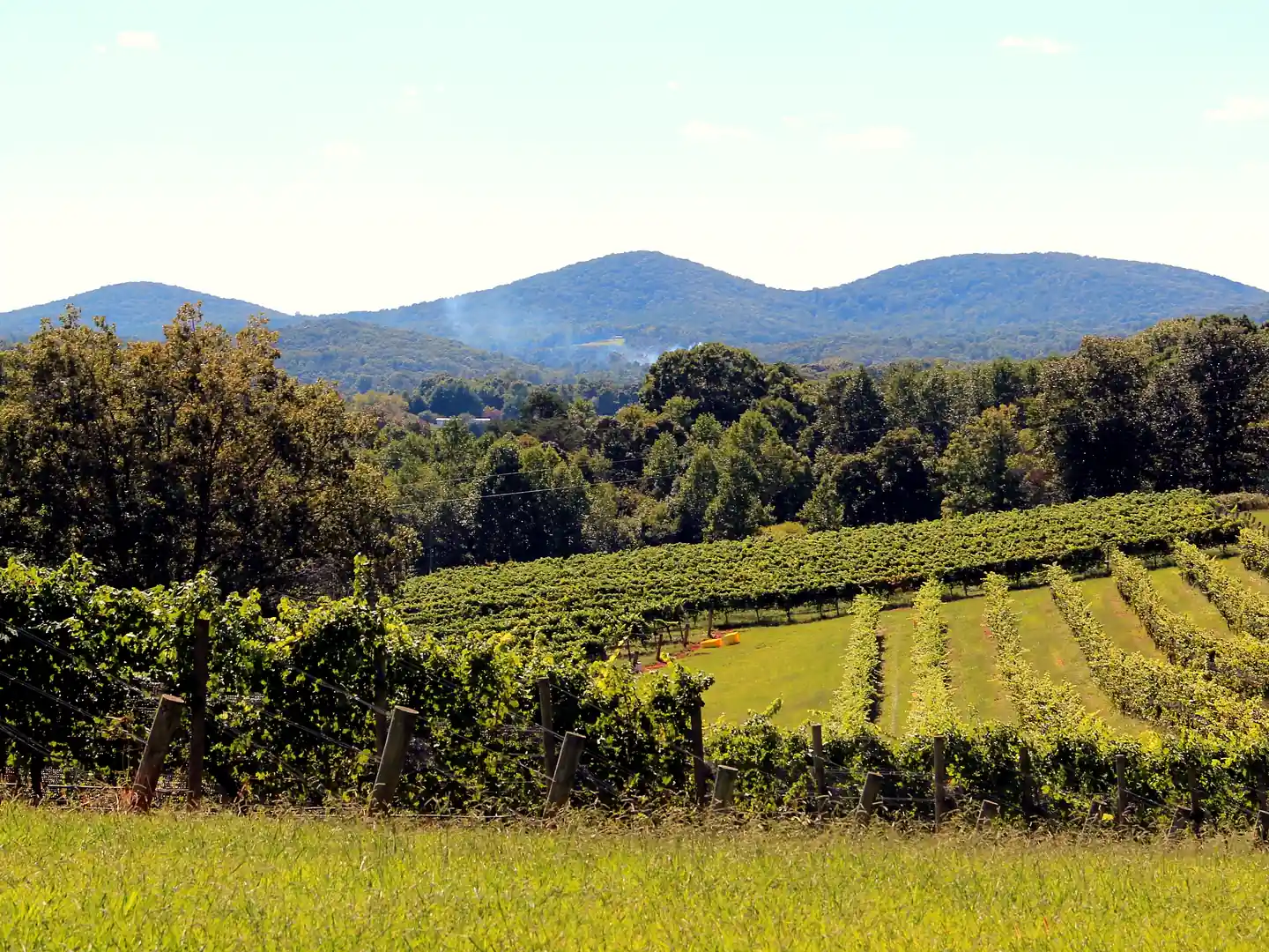 Green vineyard rows on a slope with three rounded forested mountains behind under a pale blue sky.